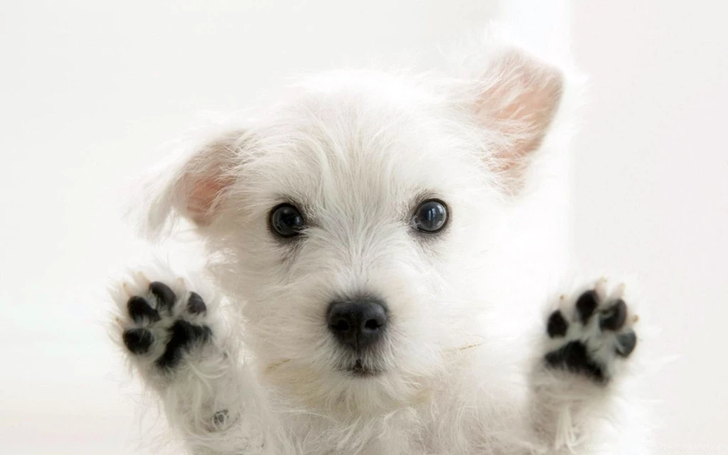 Dog On Your Screen Wallpapers HD