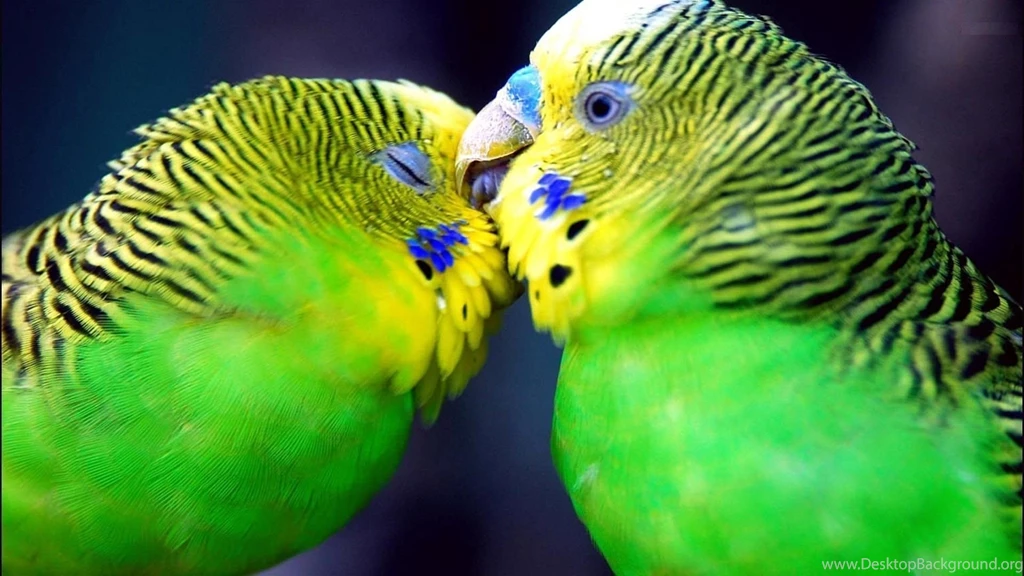 Budgerigar HD Wallpaper, Budgerigar Images Free, New Wallpapers