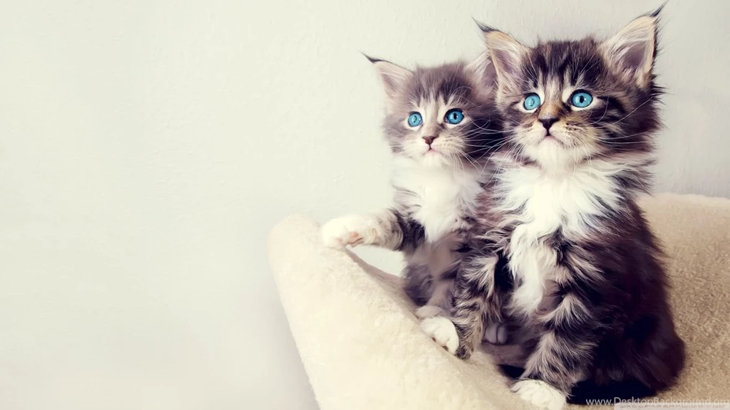 Cute Kittens HD Desktop Wallpapers : High Definition : Fullscreen ...