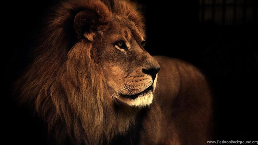 Leo The Lion   (