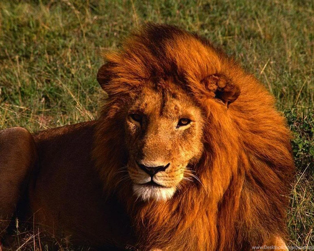 Leo The Lion Wallpapers 1920x1200px
