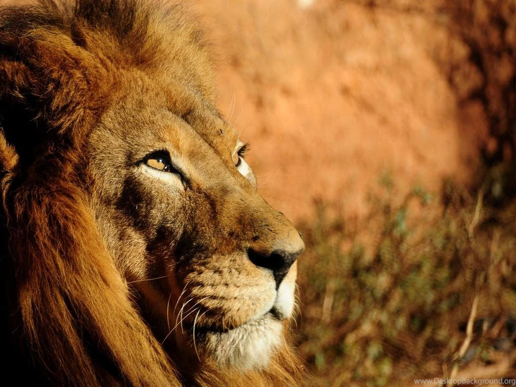 LEO THE LION WALLPAPER (