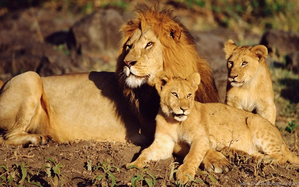 Lion Wallpapers HD Free Obtain HD Images New