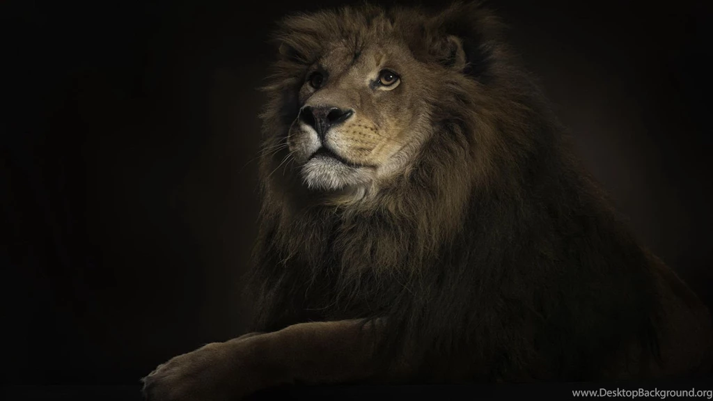 Lion King Wallpapers 219087