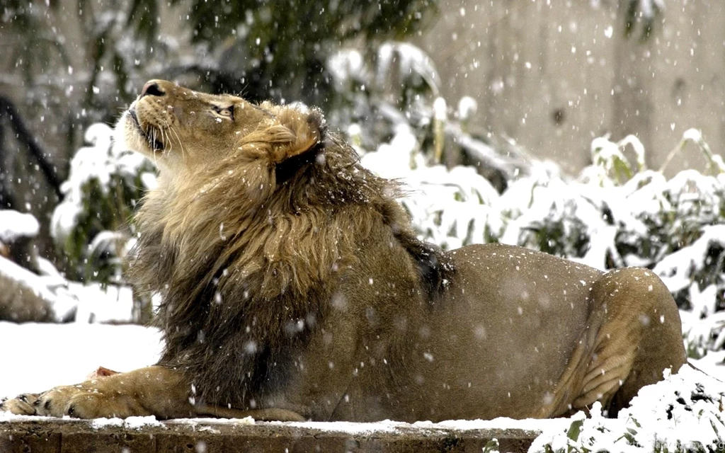 803 Lion HD Wallpapers