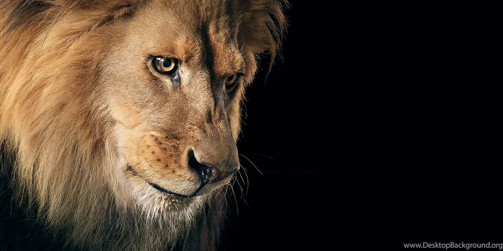Lion Computer Wallpapers, Desktop Backgrounds