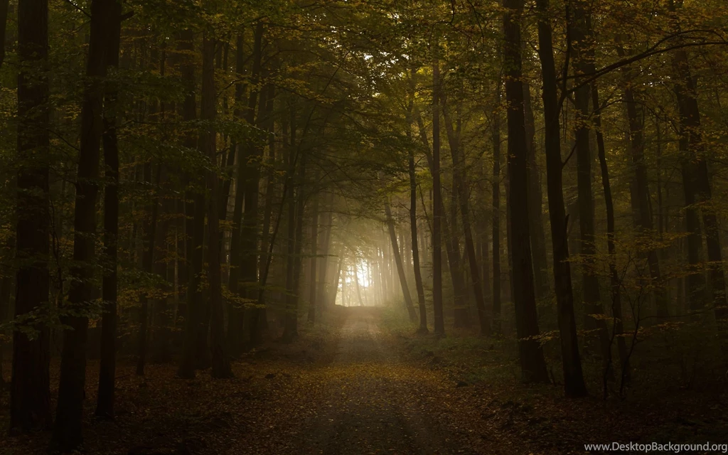 Download Creepy Forest Wallpapers For Iphone