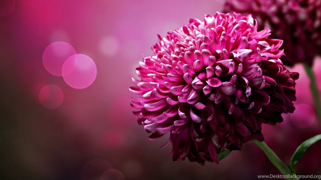 HD Flower S Wallpapers