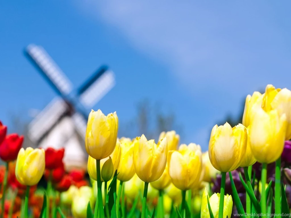 The best top desktop flower wallpapers.jpg