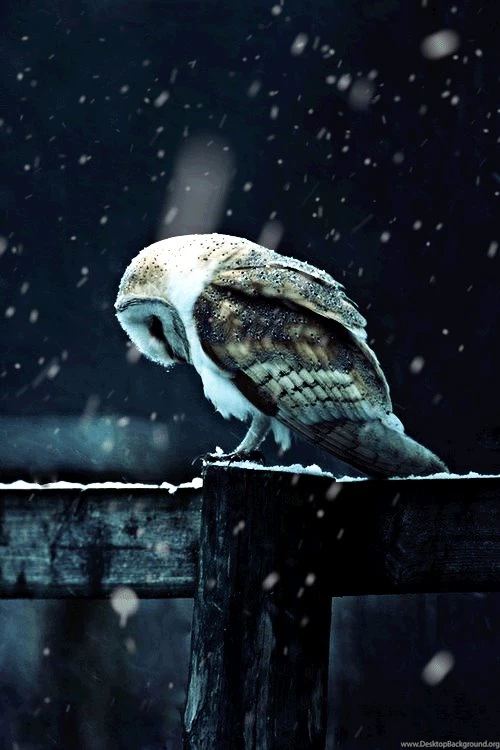 Owl ipho9.gif