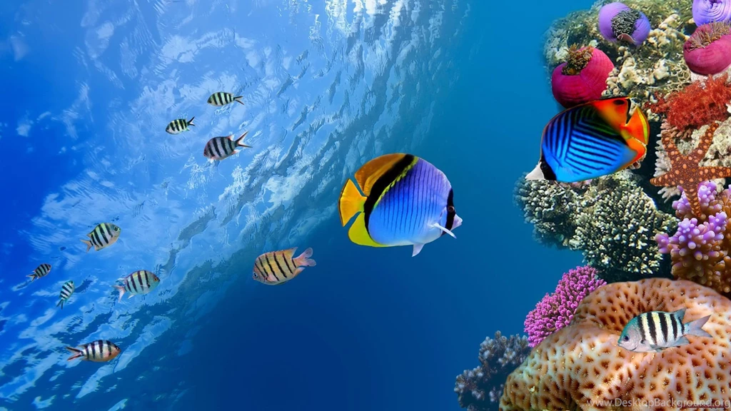 Fish Computer Wallpapers, Desktop Backgrounds