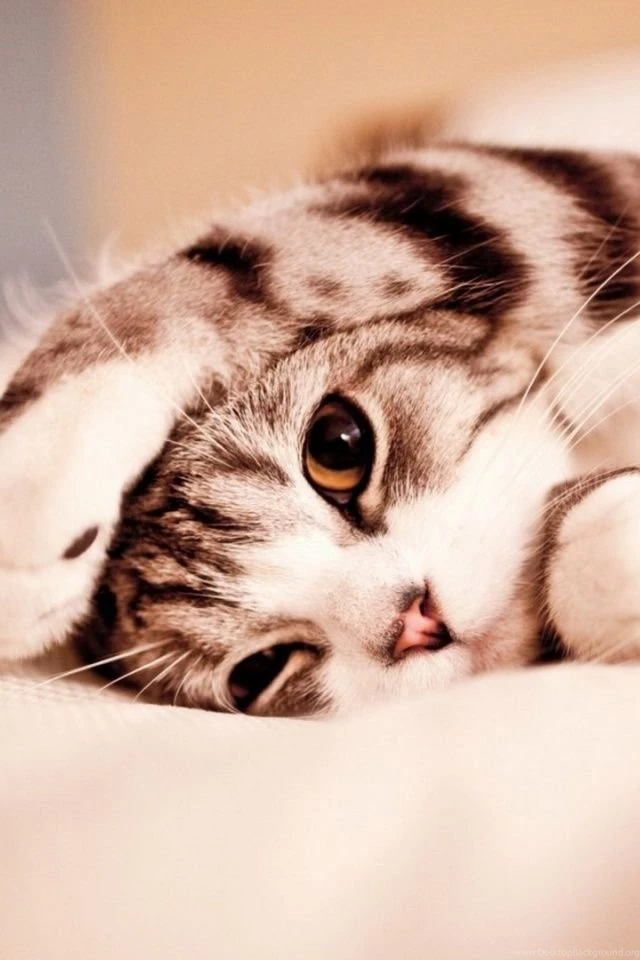 640x960 Cute Kitty Iphone 4 Wallpapers