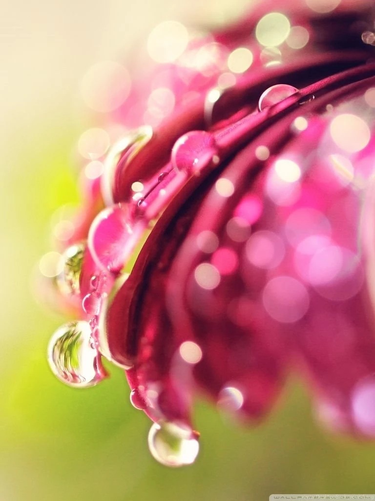 Bokeh Drops & Flower HD Desktop Wallpapers : High Definition ...