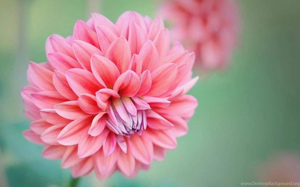 Natural Flowers Images And Wallpapers Download