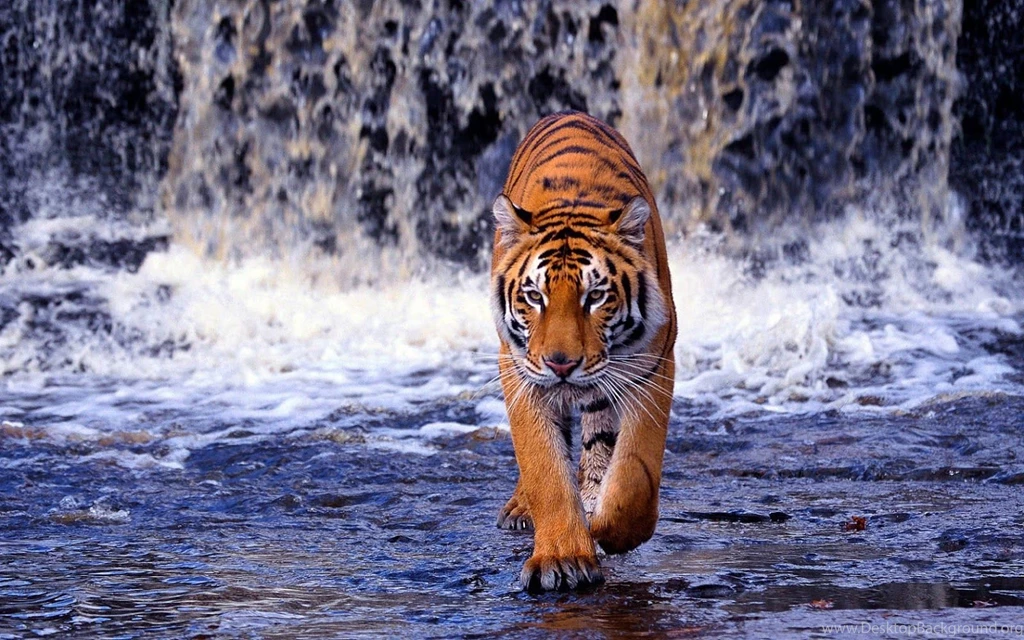 HD Tigers Wallpapers And Photos