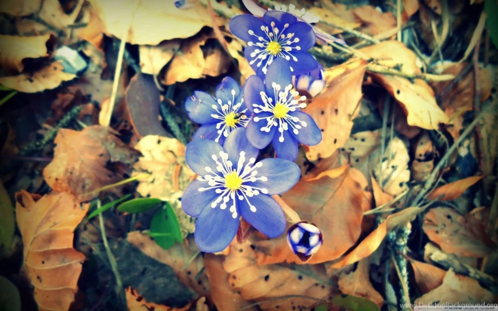 Spring Is Waking Up HD Desktop Wallpapers : High Definition ...