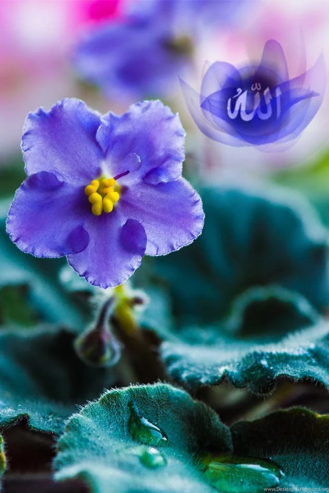 Free Islamic iPhone 4, 4S Wallpapers Free Islamic Apps