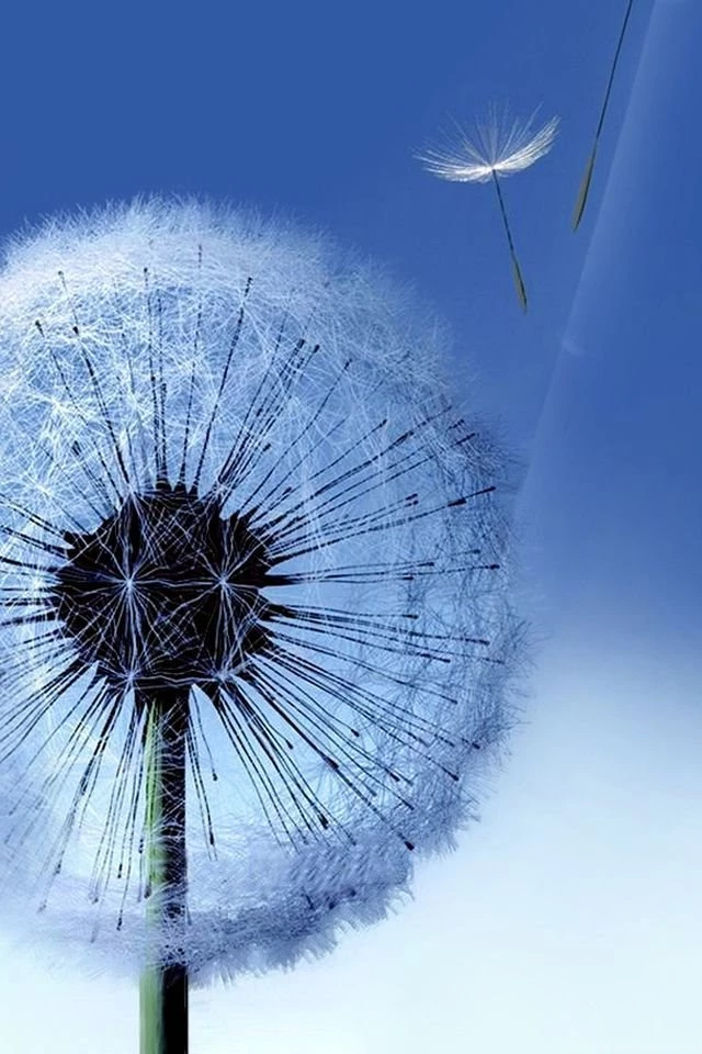 TAP AND GET THE FREE APP! Nature Flying Dandelion Blue Melancholy ...