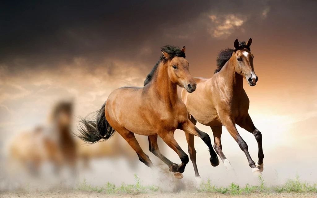 Running Horses Desktop Wallpapers , New Wallpapers, New Wallpapers