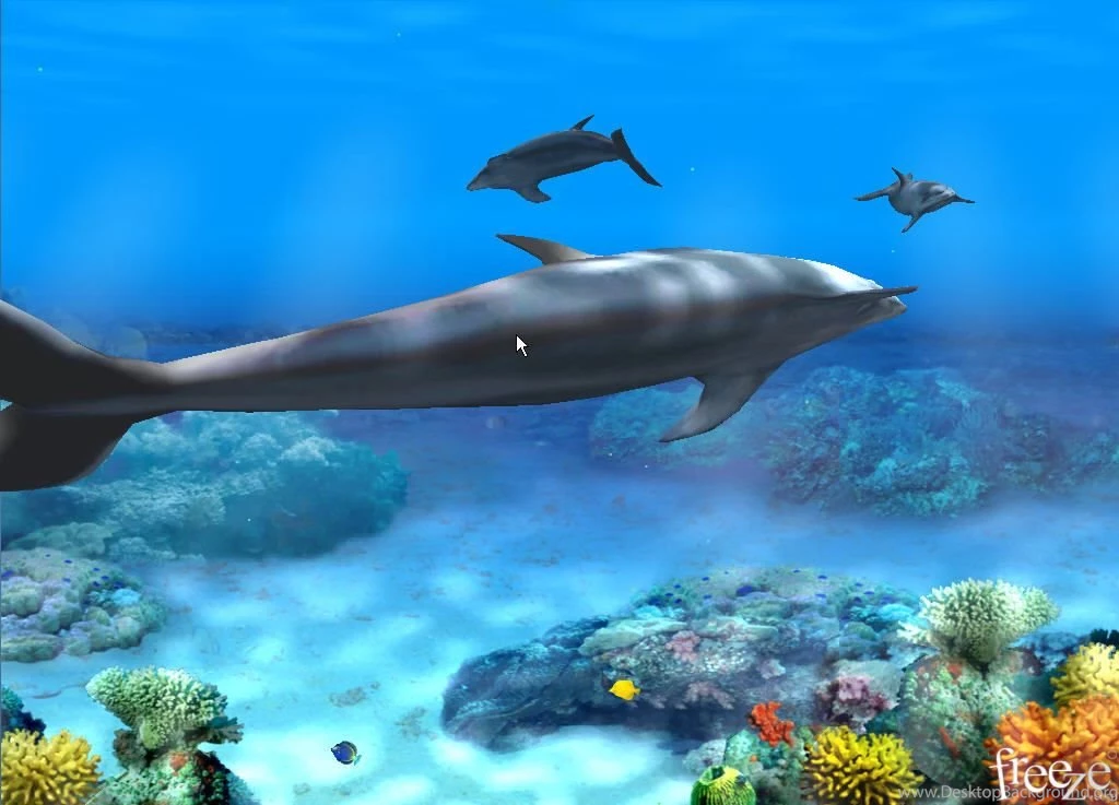 Living 3D Dolphins Animated Wallpapers   Software Informer. 3D ...