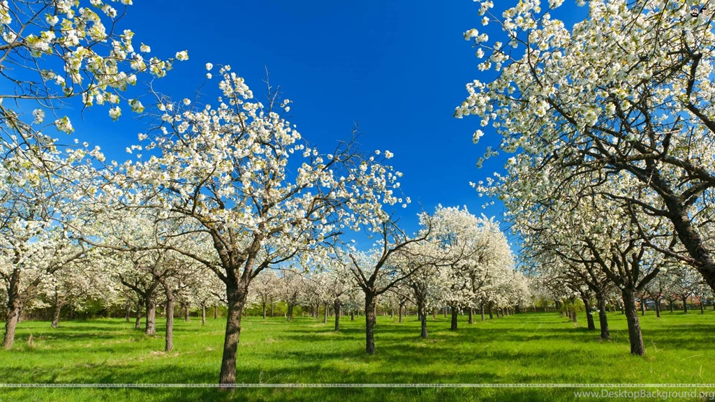 Nature Wallpapers Santabanta   Wallpapers Cave