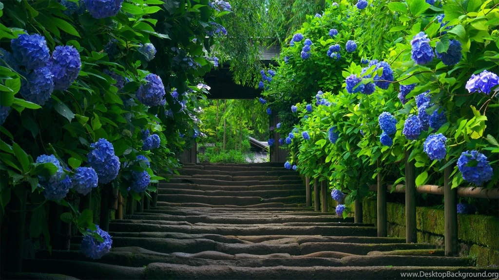 Desktop Wallpapers Nature HD CuteWallpaper.org