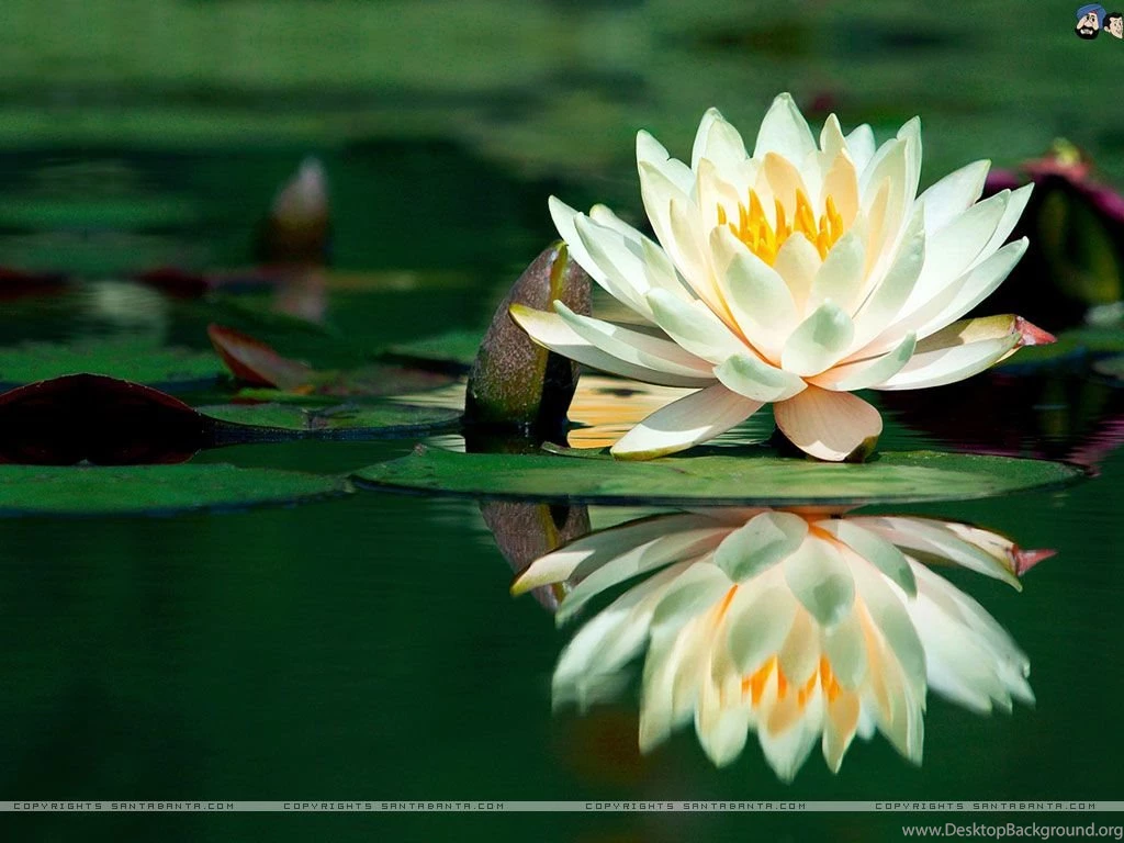 Flowers Wallpapers