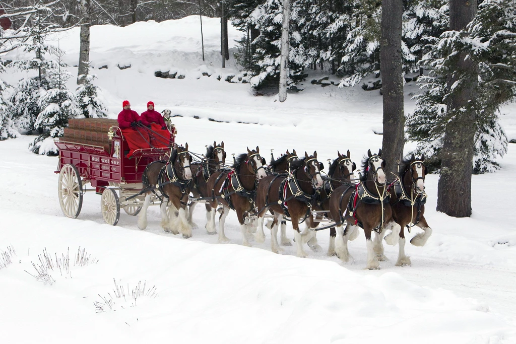 Beer Alcohol Drink Poster Horse Horses Christmas Winter Snow ...