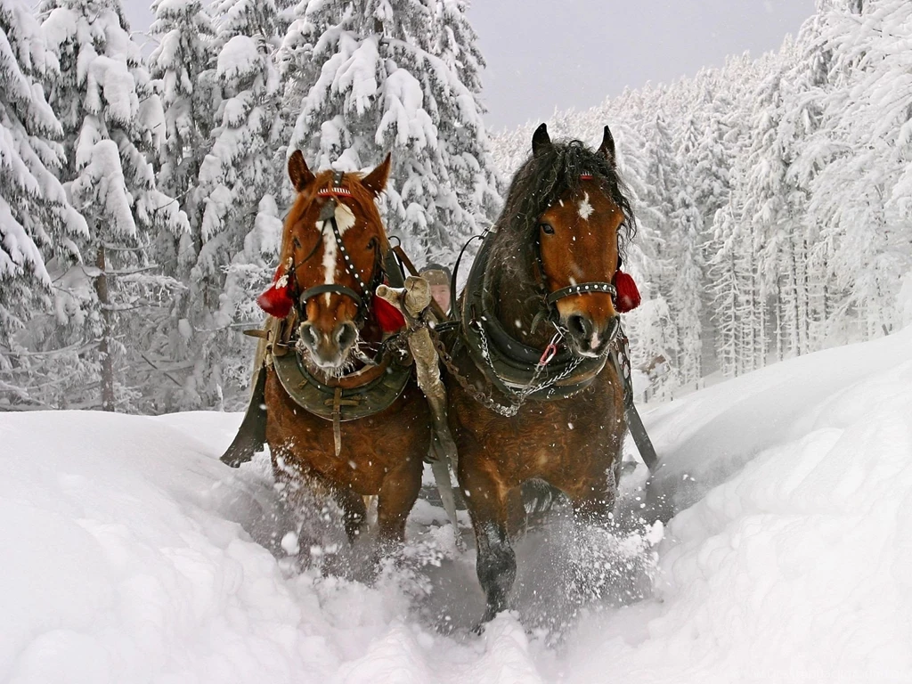 Horses Wallpapers