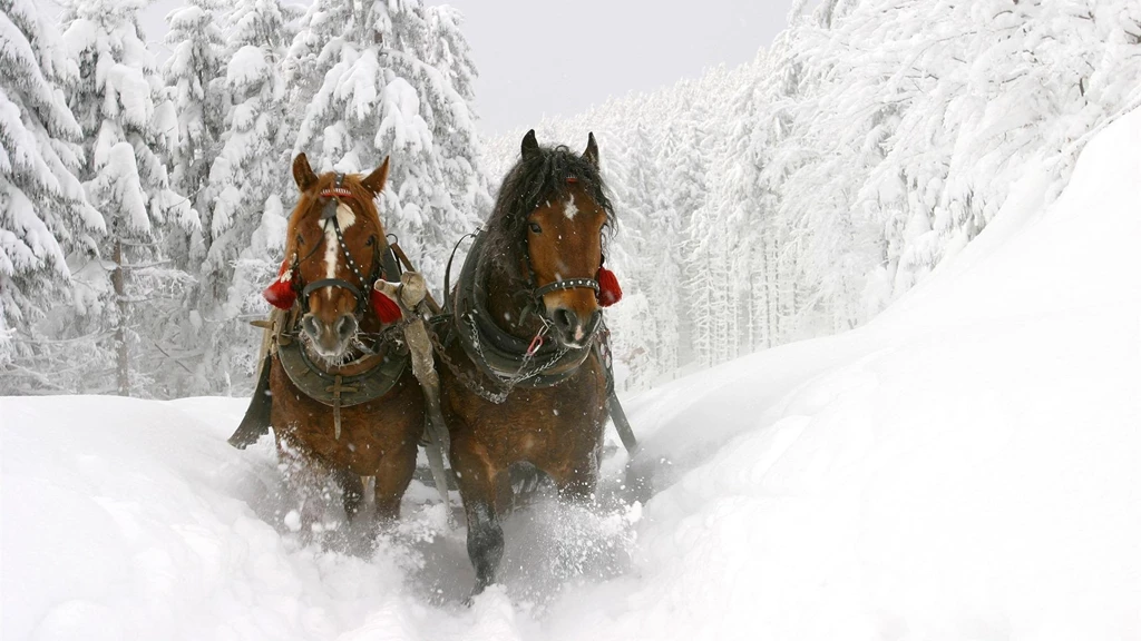 Horse Desktop Wallpapers From Arabian To Wild Mustangs All In HD