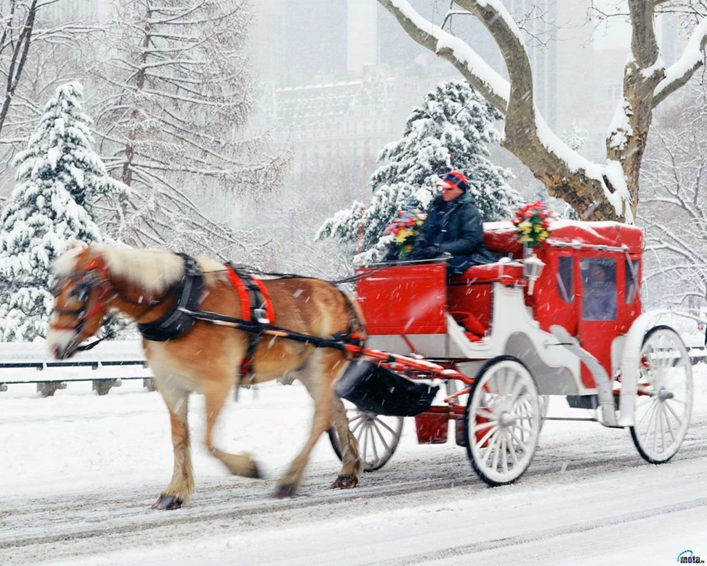 Wallpapers Snow, Winter, New York, Horse, New Year, Christmas ...