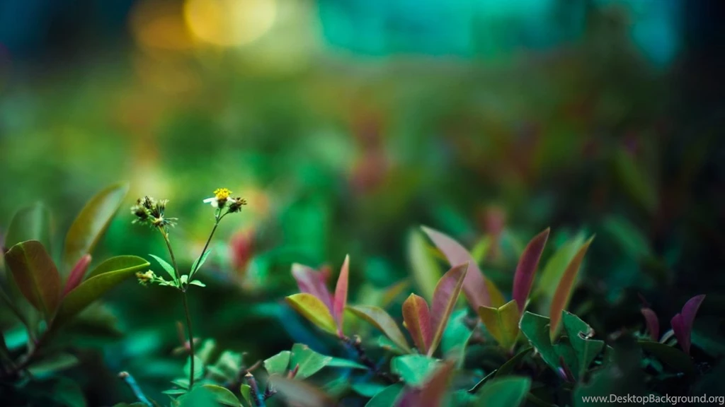 Life Wallpapers Hd Widescreen HD Wallpapers