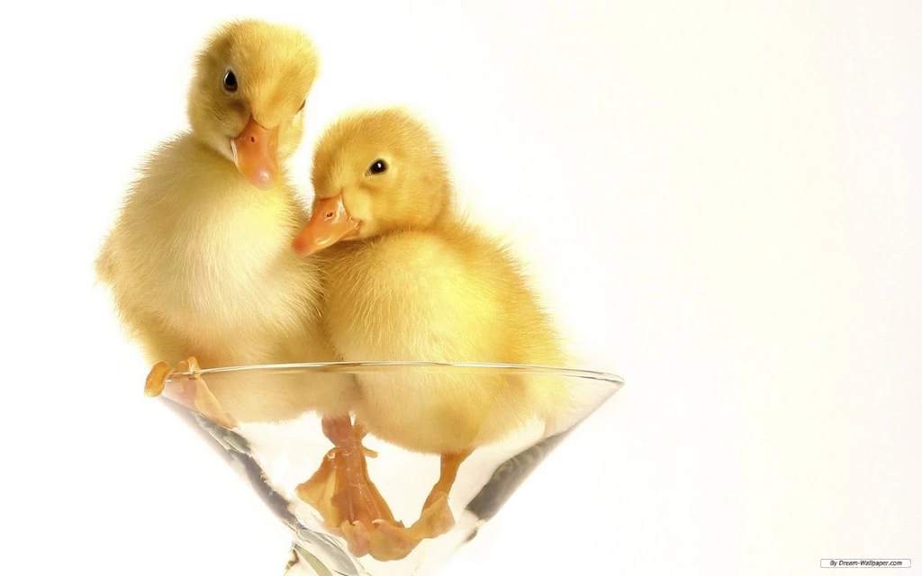 Free Wallpapers Free Animal Wallpapers Cute Animals 2 Wallpapers ...