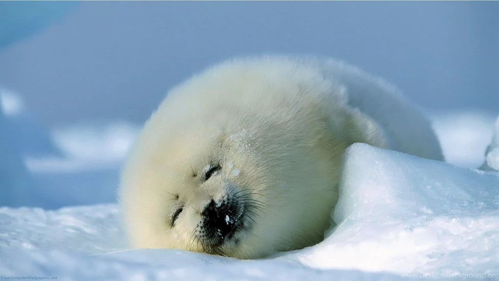 Funny Pictures Of Cute Animals Wallpapers HD Wide