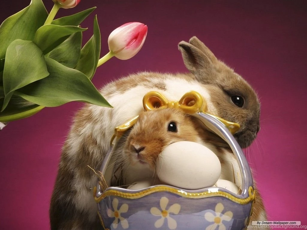 Free Wallpapers   Free Animal Wallpapers   Cute Animals 2 Wallpapers ...