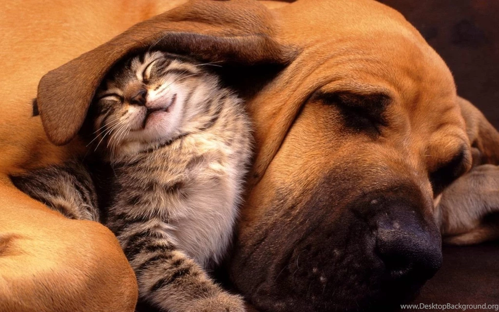 Gallery For   Cute Random Animals