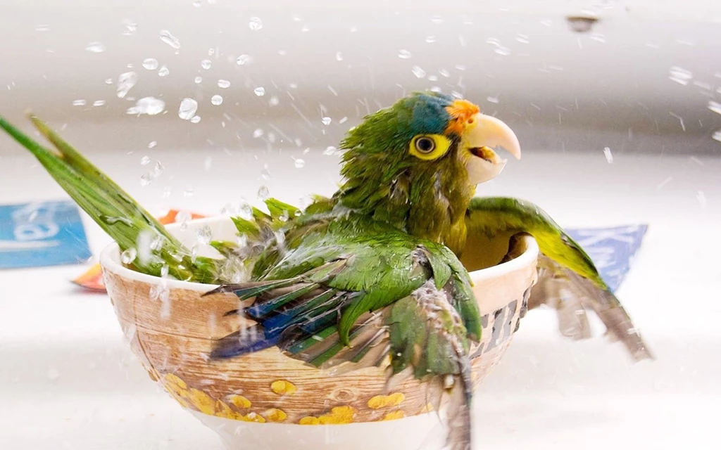 Lovely Wallpapers: Little Cute Animals Wallpapers 2013