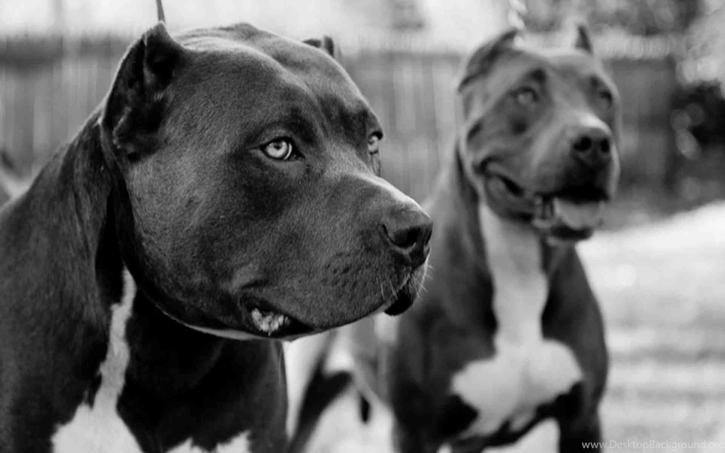 Pitbull Wallpapers Wallpapers Cave