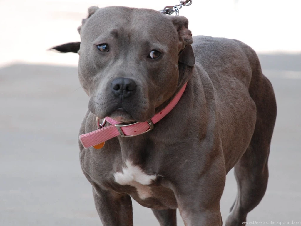 Hd pictures of blue pitbulls puppies.jpg