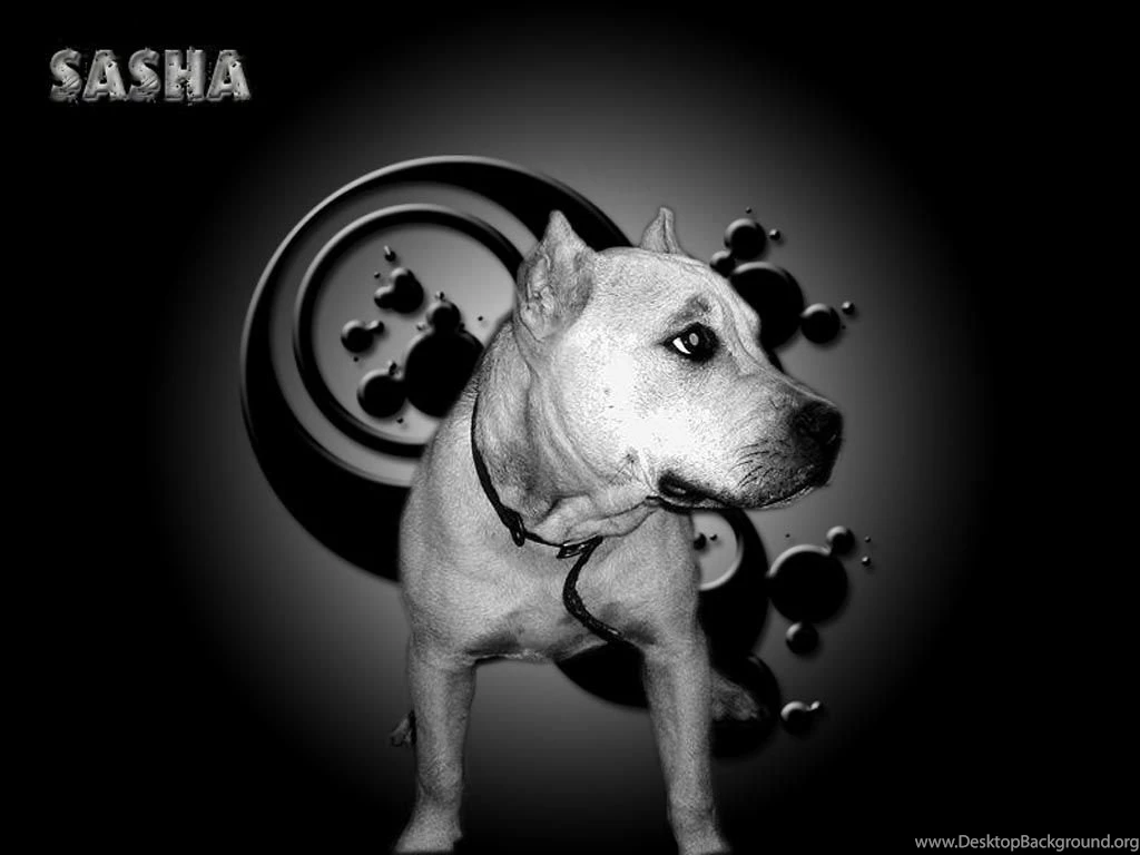Pit_bull_terrier_sasha_wallpaper.jpg