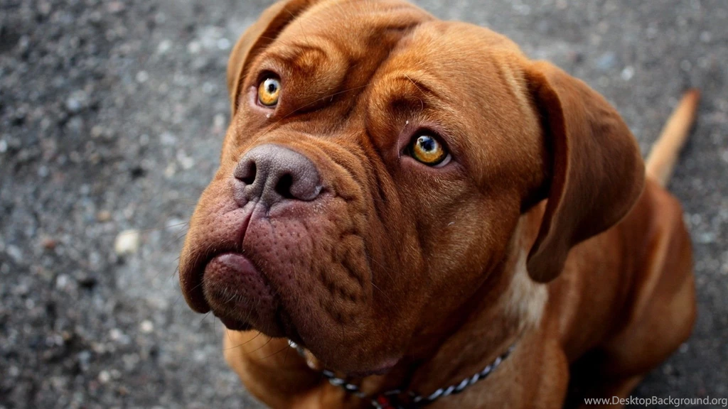 Pit Bull By Kimberly Saldivar   ThingLink