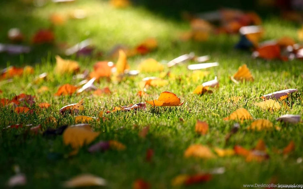 Hd Wallpapers High Definition