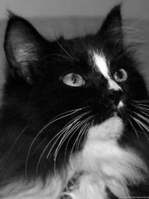 Cat   Pets   E Reader Backgrounds   Kindle Screensavers, Nook ...