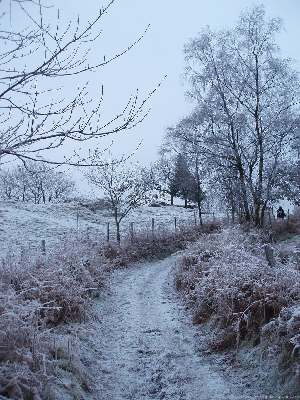 Frosty Country Lane