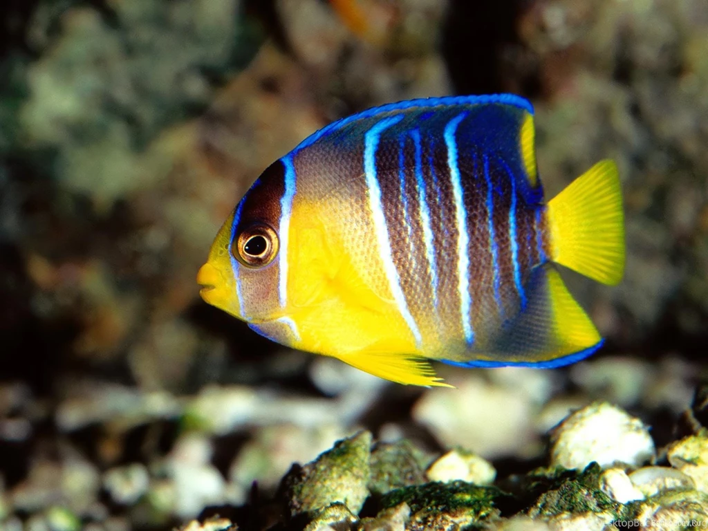 Fish Live Wallpapers Windows 7 FG6