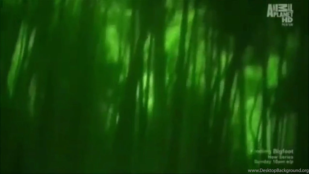 Search For Bigfoot Coming To Louisiana