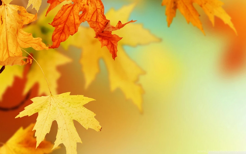 Free Autumn Leaves Wallpapers