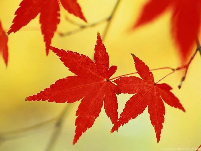 Autumn Impression   Autumn Shot   Wallcoo.net