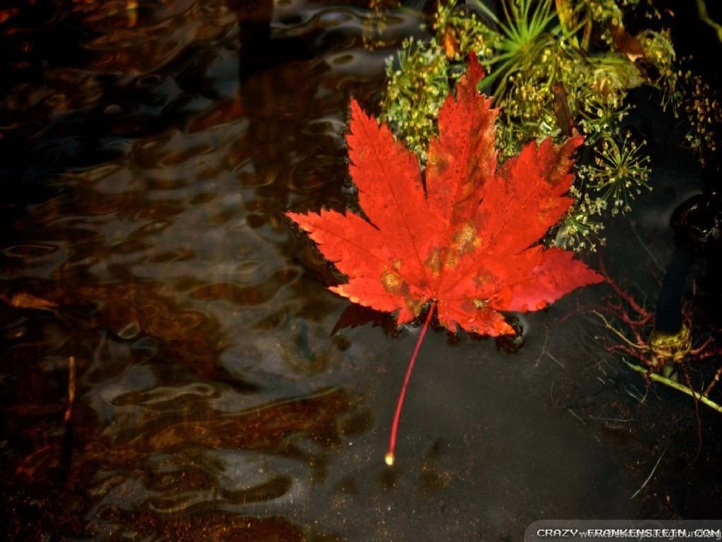 Fall Leaf Water Wallpapers