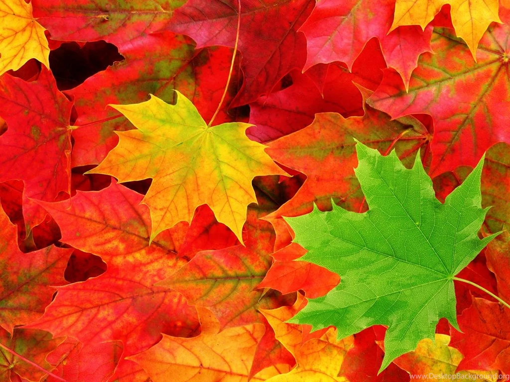1920x1080px Red Maple Tree In Autumn